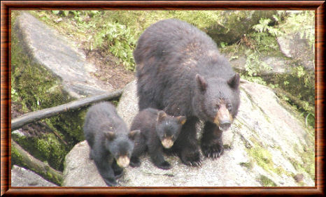 Ours noir américain 02