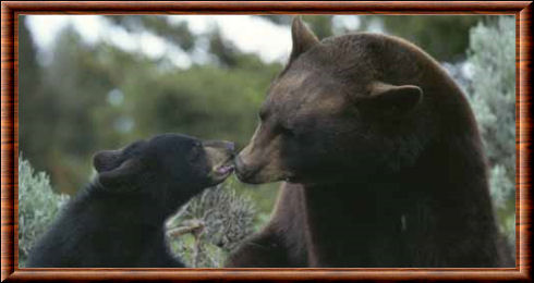 Ours noir américain 05