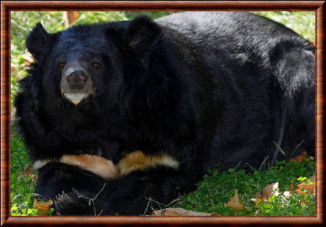 Ours noir d'Asie (Ursus thibetanus)