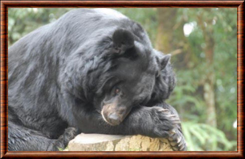 Ours noir de l'Himalaya (Ursus thibetanus laniger)