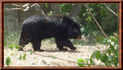 Ours noir de l'Himalaya 03