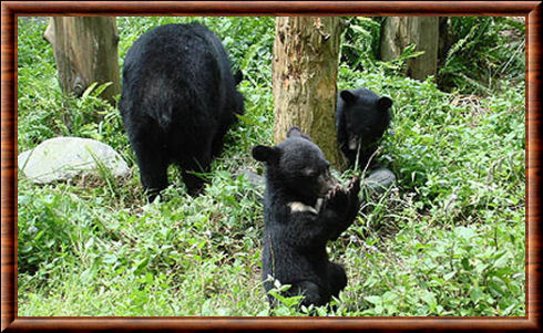 Ours noir de Taïwan 04