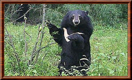 Ours noir du Baloutchistan (Ursus thibetanus gedruosianus)