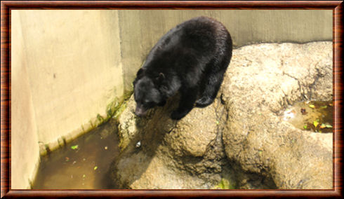 Ours noir du Japon en captivité