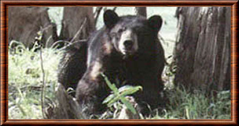 Ours noir de Louisiane