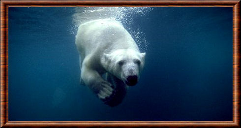 Ours polaire (Ursus maritimus)