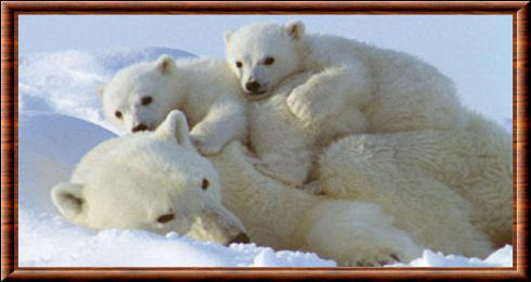 La famille Ours Polaire