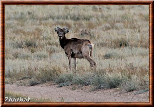 Argali de Gobi (Ovis ammon darwini)