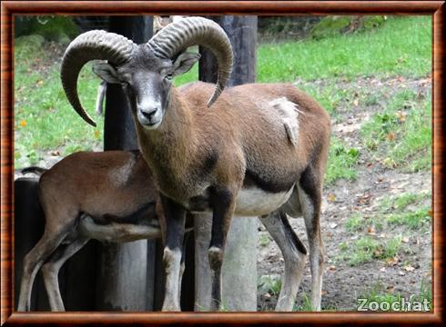 Mouflon de Corse (Ovis ammon musimon)