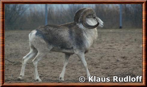 Mouflon Marco Polo (Ovis ammon polii)