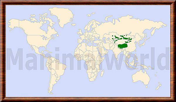 Ovis ammon repartition