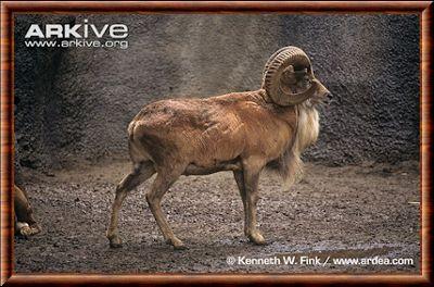 Ovis aries vignei