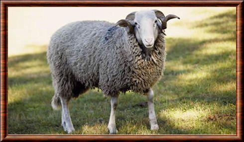 Ovis aries