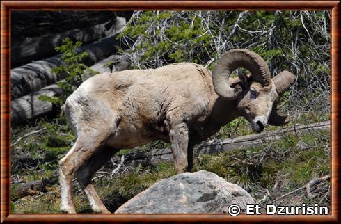 Mouflon des rocheuses (Ovis canadensis canadensis)