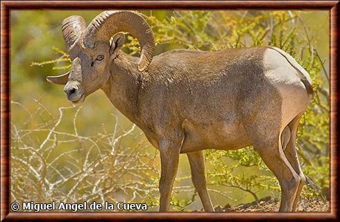 Mouflon de la Sierra La Giganta (Ovis canadensis weemsi)