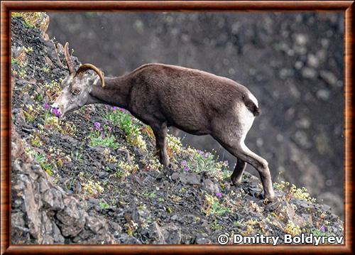 Ovis nivicola borealis