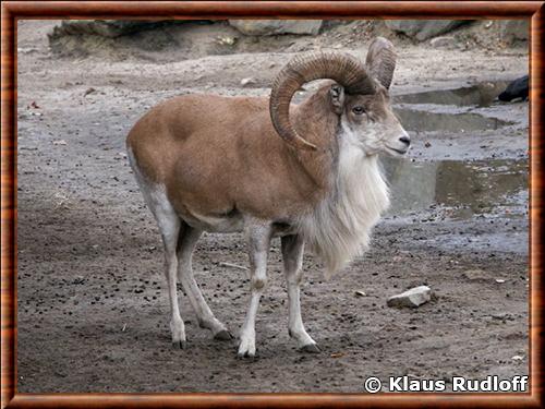 Urial transcaspien (Ovis vignei arkal) Urial transcaspien (Ovis vignei arkal)