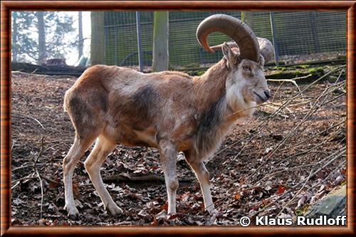 Urial de Boukhara (Ovis vignei bochariensis) Urial de Boukhara (Ovis vignei bochariensis)