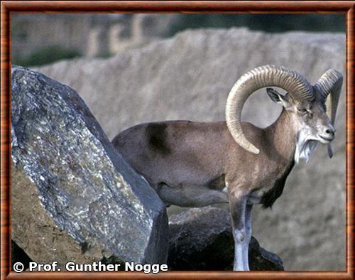 Urial afghan (Ovis vignei cycloceros) Urial afghan (Ovis vignei cycloceros)