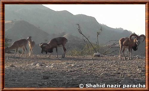 Urial du Pendjab (Ovis vignei punjabiensis) Urial du Pendjab (Ovis vignei punjabiensis)