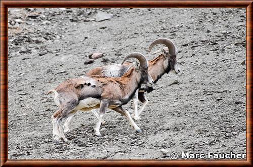 Urial du Ladakh (Ovis vignei vignei) Urial du Ladakh (Ovis vignei vignei)
