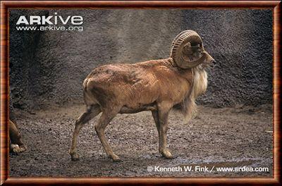 Ovis vignei Ovis vignei