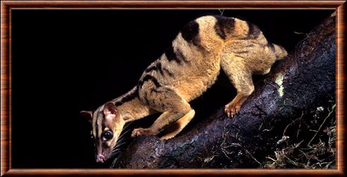 Owston's palm civet