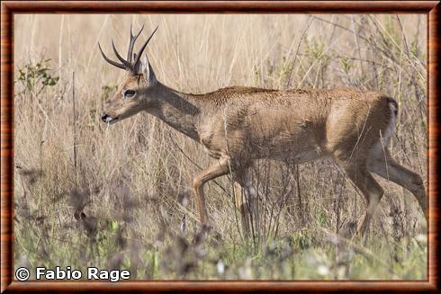 Cerf des pampas du Bresil (Ozotoceros bezoarticus bezoarticus)