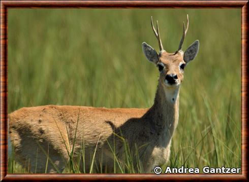 Cerf des pampas d'Argentine (Ozotoceros bezoarticus celer)