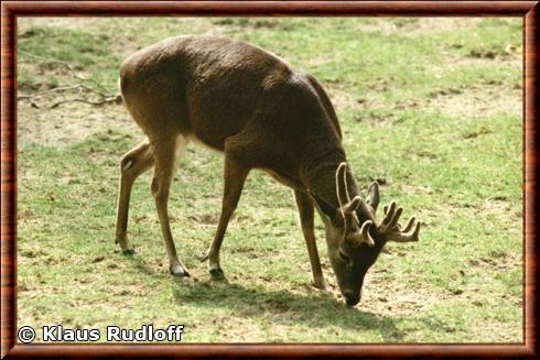 Cerf des pampas du Chaco (Ozotoceros bezoarticus leucogaster)