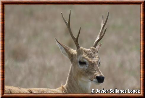 Cerf des pampas d'Uruguay (Ozotoceros bezoarticus uruguayensis)