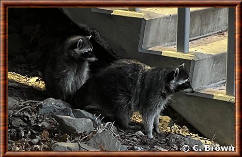 Pacific Northwest Raccoon