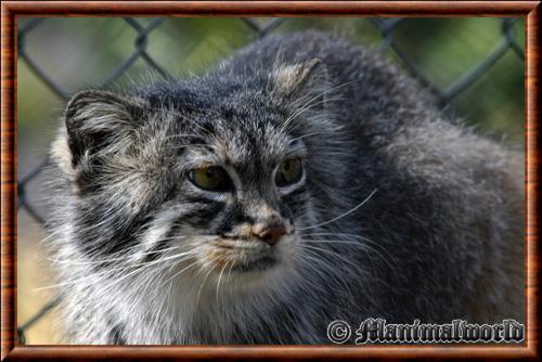 Pallas's cat (Otocolobus manul)