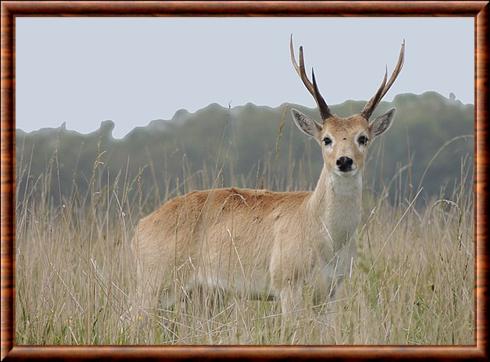Pampas deer (Ozotoceros bezoarticus)
