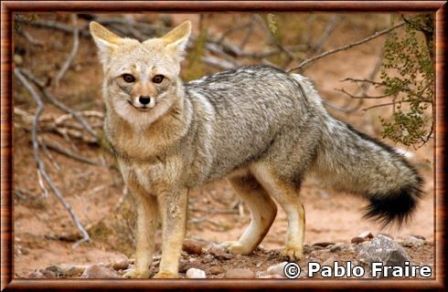 Pampas fox (Lycalopex gymnocercus)