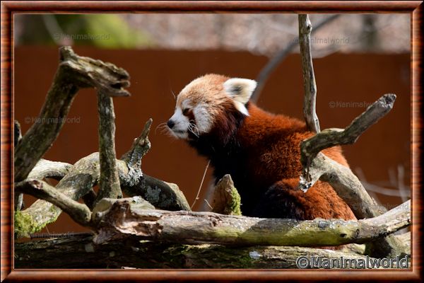 Panda roux : caractère, habitat, comportement, alimentation