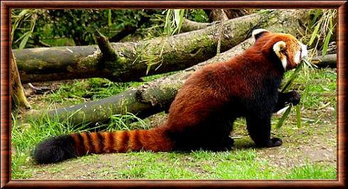 Panda roux de Styan (Ailurus fulgens styani)
