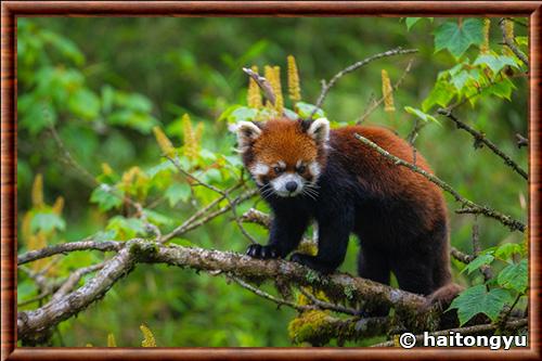 Panda roux de Styan (Ailurus fulgens styani)