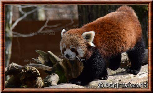 Panda roux (Ailurus fulgens)