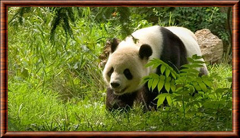 Panda géant (Ailuropoda melanoleuca)