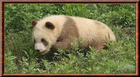 Panda de Qinling (Ailuropoda melanoleuca qinlingensis)