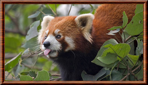 Panda Roux Ailurus Fulgens Panda Roux Ailurus Fulgens