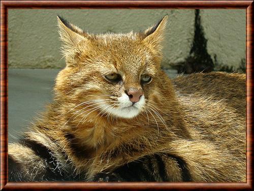 Pantanal cat (Leopardus braccatus)