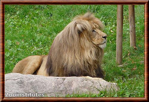 Panthera leo bleyenberghi