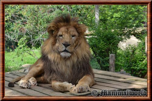 Panthera leo leo