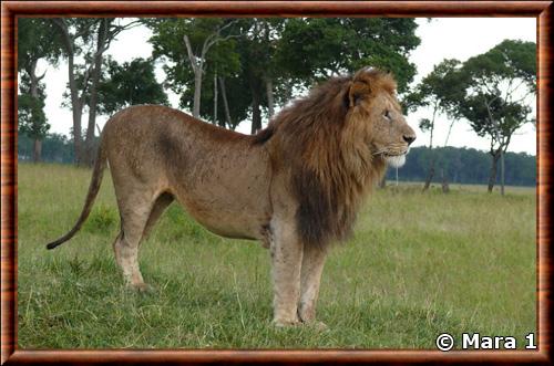 Panthera leo nubica