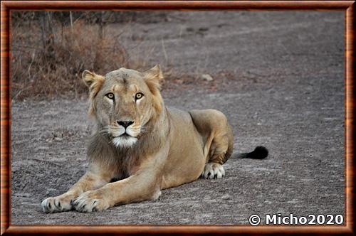 Panthera leo senegalensis