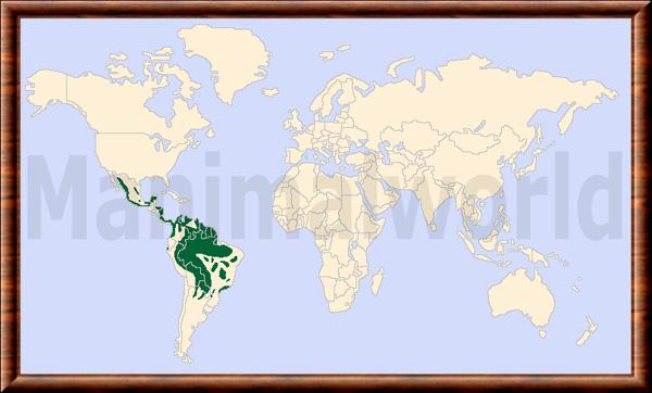 Panthera onca repartition