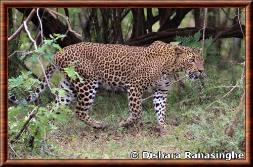 Panthera pardus kotiya