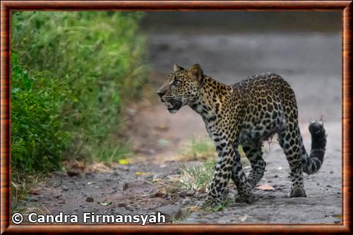 Panthera pardus melas